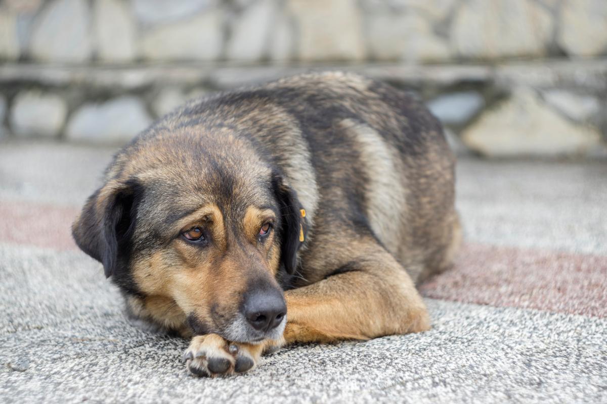 When Should You Euthanize a Dog With Arthritis?