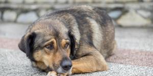 When Should You Euthanize a Dog With Arthritis?
