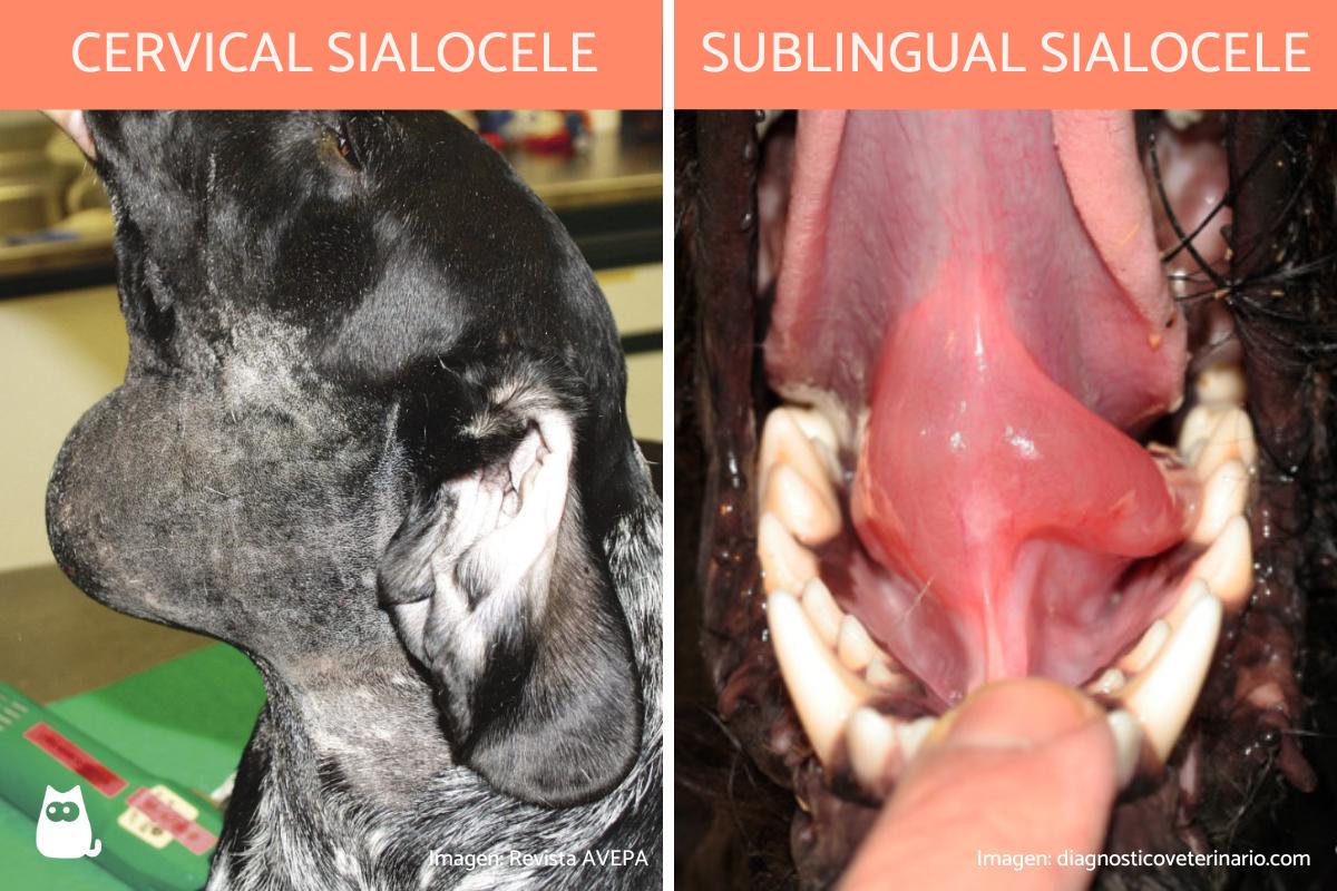 Sialocele in Dogs Causes, Symptoms and Treatment of Salivary Mucocele