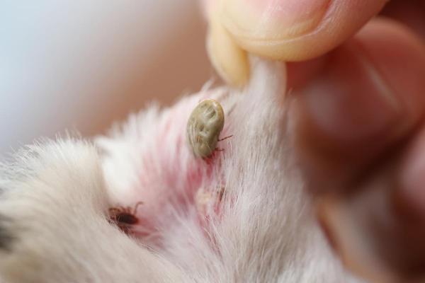 My Dog Has White Spots on Their Skin - 2. Parasites