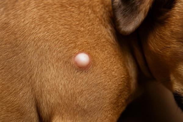 My Dog Has White Spots on Their Skin - 5. Sebaceous cysts