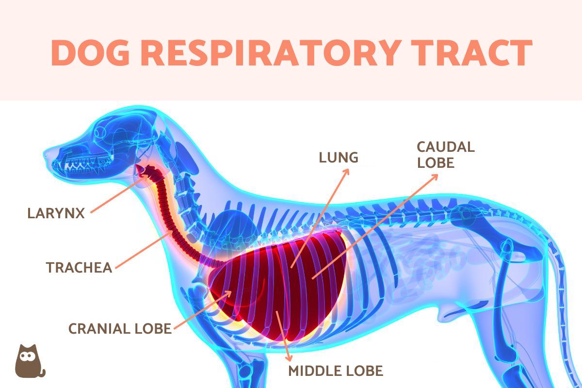 The Dog Respiratory System Anatomy Lungs and Respiratory Tract