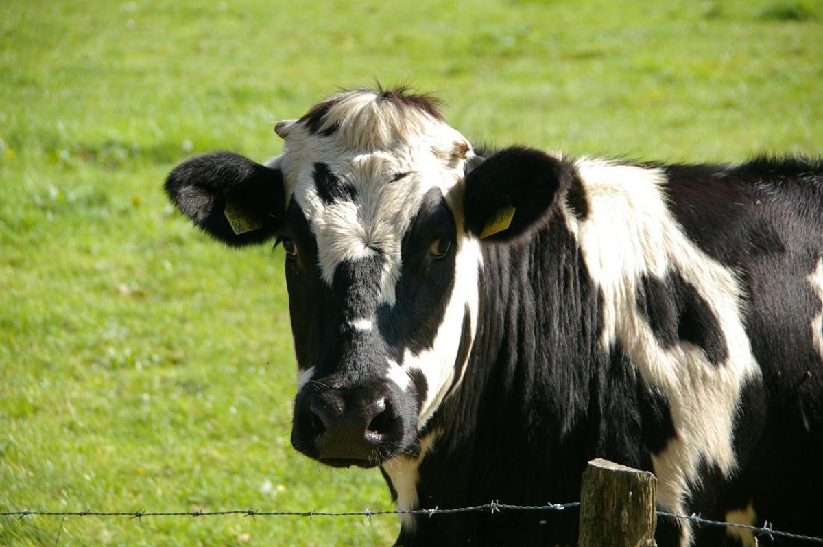 Common Cattle Diseases