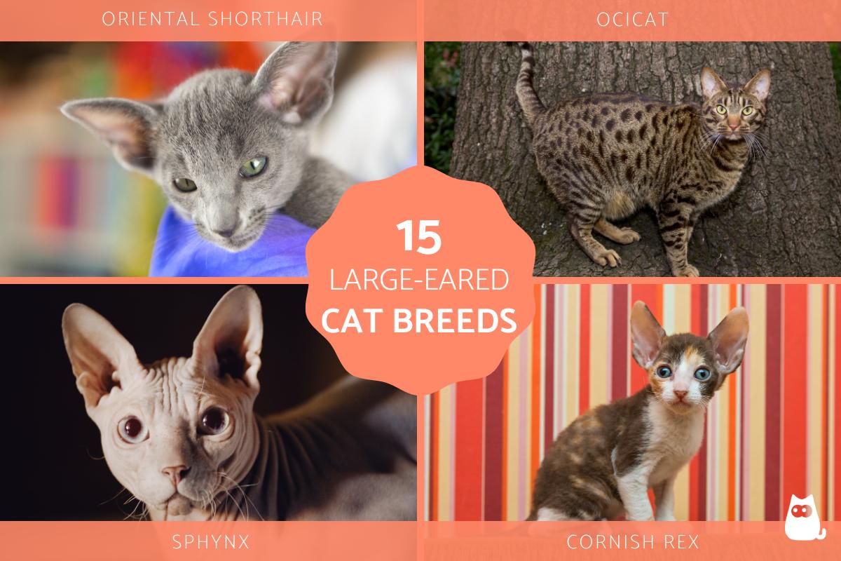 Large-Eared Domestic Cats