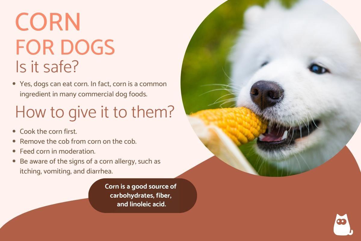 Corn for Dogs - Benefits, Risks, and How to Feed It