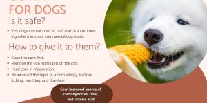 Corn for Dogs - Benefits, Risks, and How to Feed It