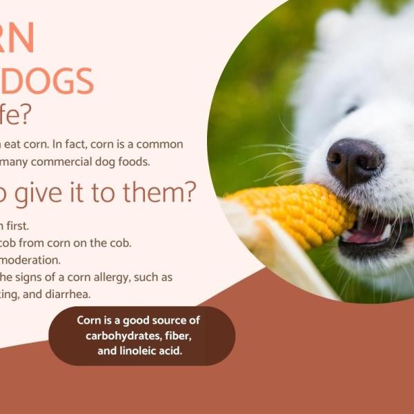 How to Give Your Dog Corn Safely A Step by Step Guide