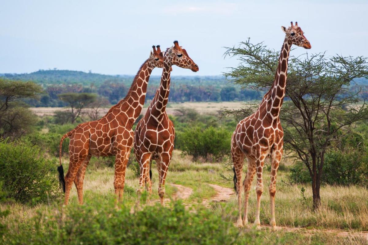 Why Do Giraffes Have Such Long Necks?