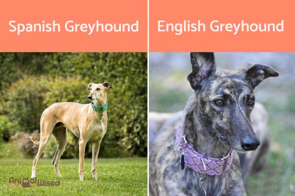 English Greyhound vs Spanish Galgo