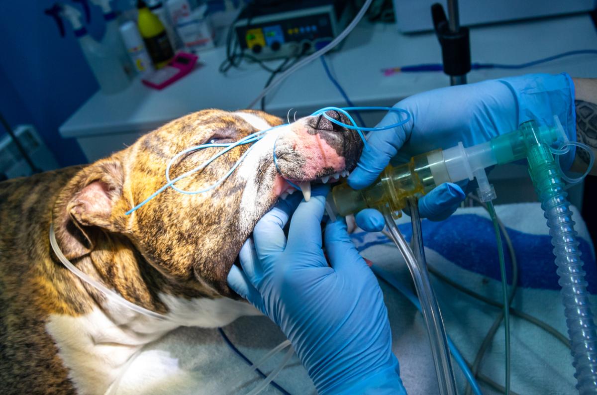 Respiratory Infections in Dogs - Upper & Lower Respiratory Disease