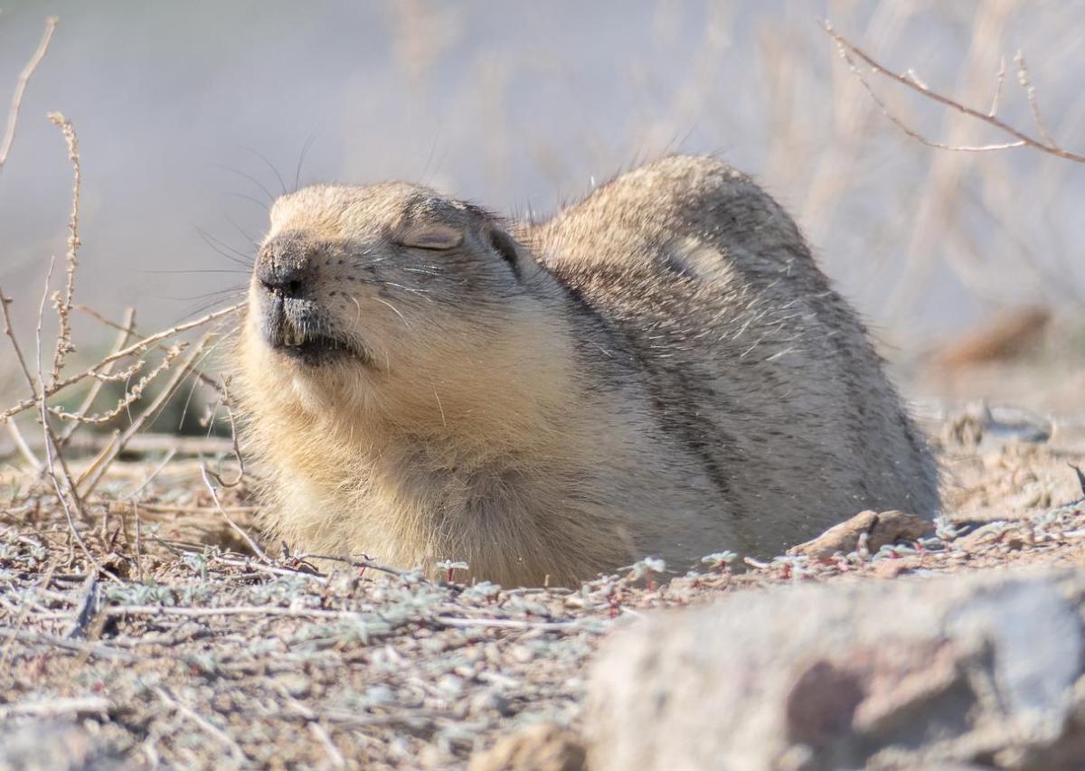Do Groundhogs Sleep at Night?