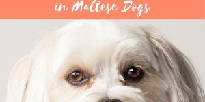 How to Get Rid of Tear Stains on Maltese Dogs