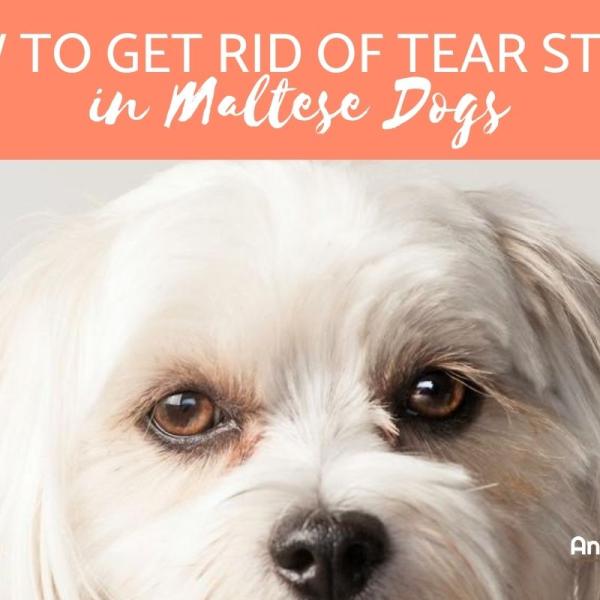 How to Get Rid of Tear Stains on Maltese Dogs Whiten Eye Stains