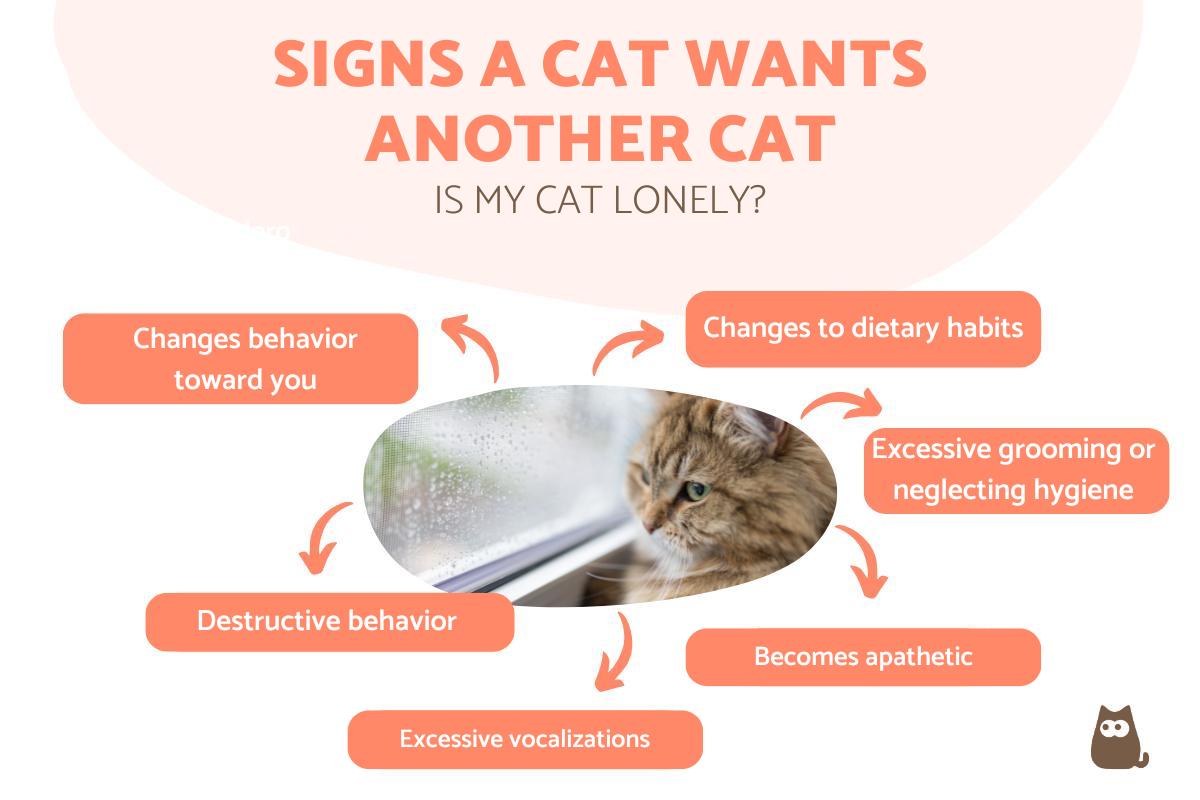 Signs Your Cat Wants Another Cat
