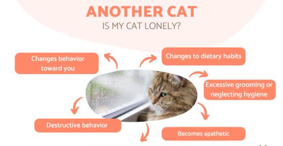 Signs Your Cat Wants Another Cat