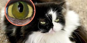Corneal Sequestrum in Cats