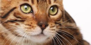 Hindi Names for Female Cats - With Meanings