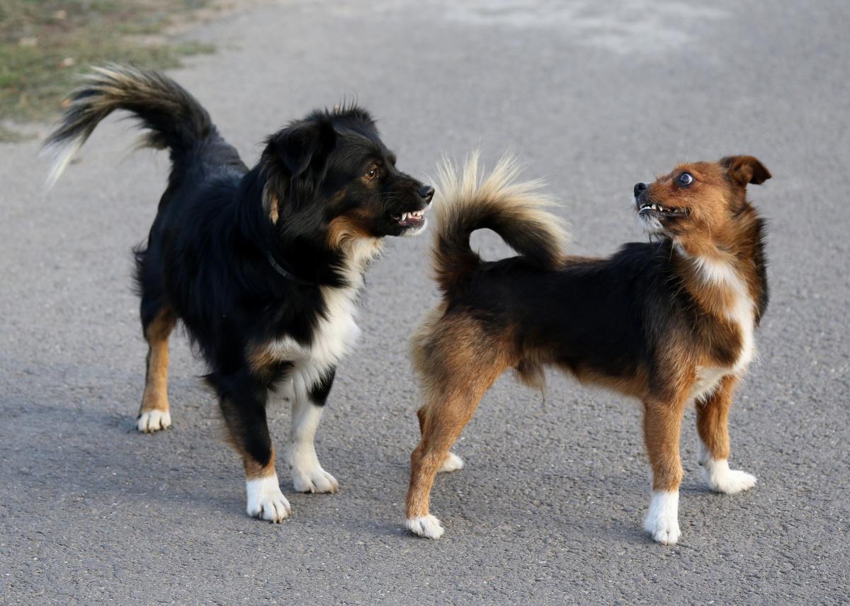 Is My Male Dog in Heat? - Sexual Maturity in Canines