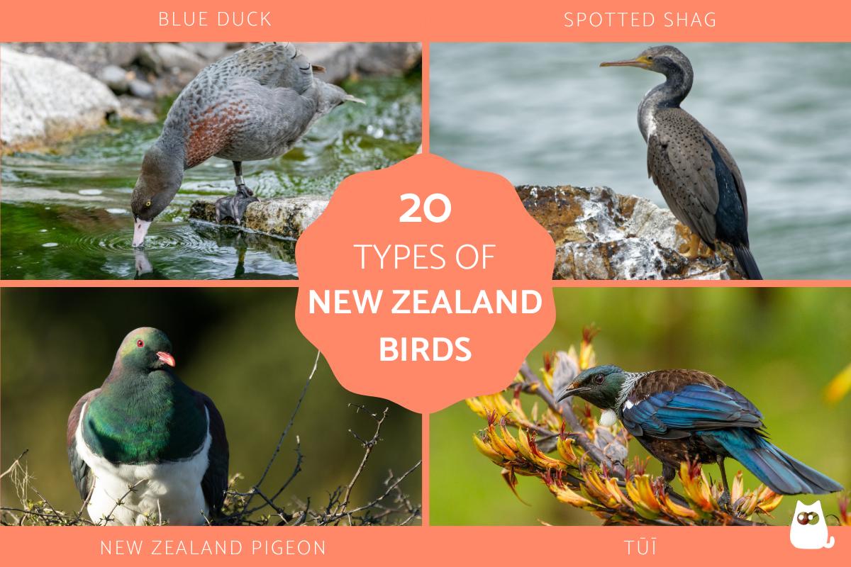 Types of New Zealand Birds