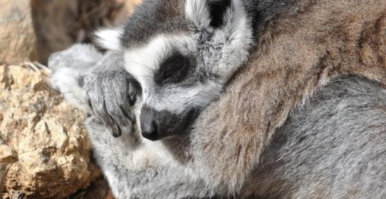 15 Animals That Sleep A Lot