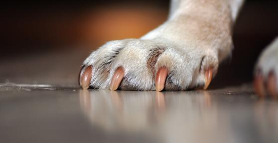 Dog Paw Problems - Causes, Symptoms and Treatment