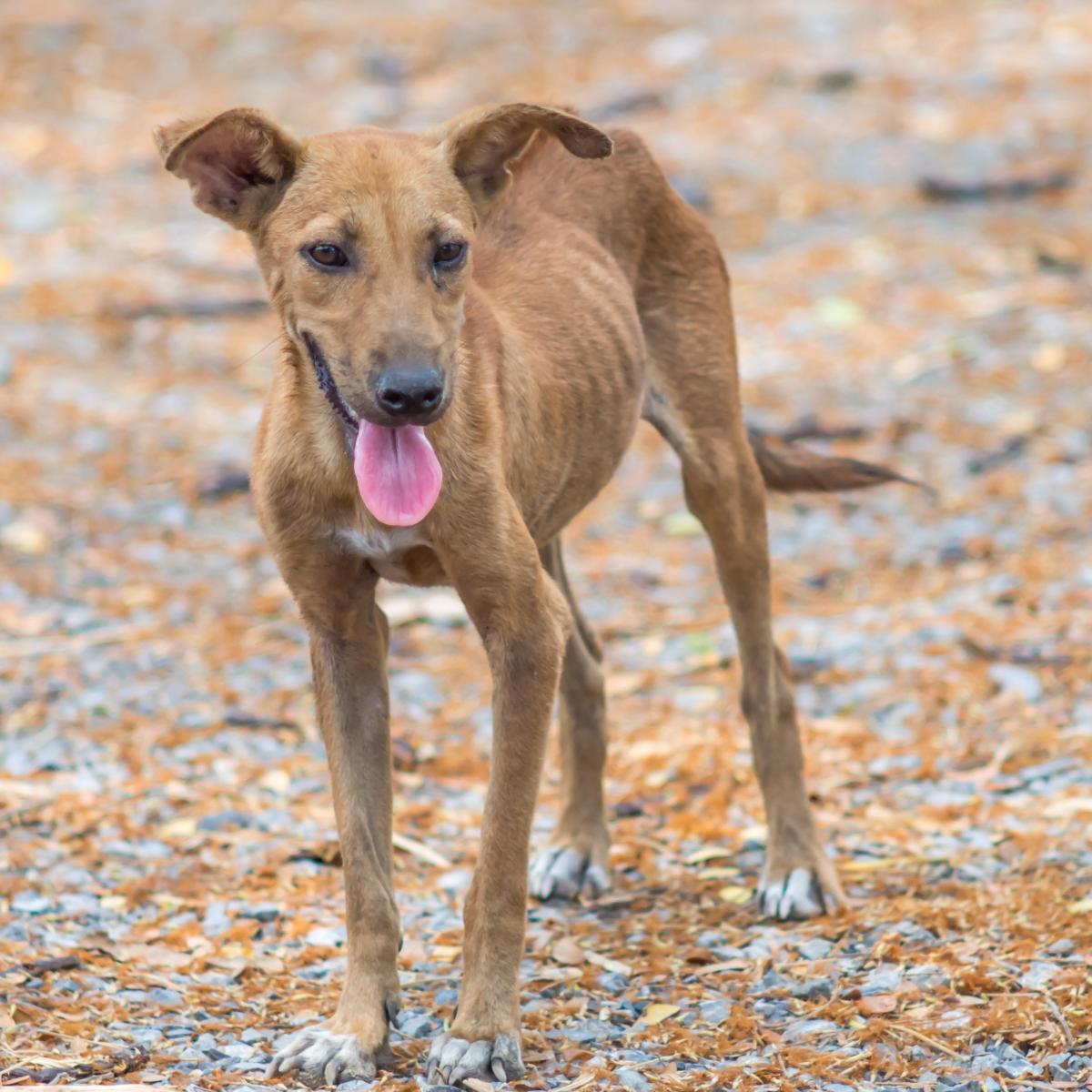 How to Care for and Feed a Malnourished Dog