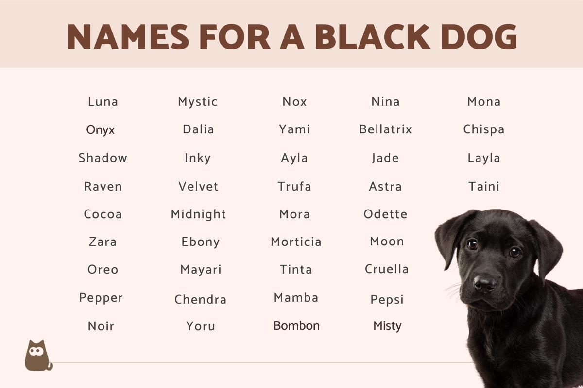 Names for a Black Dog