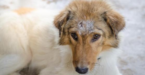 Squamous Cell Carcinoma in Dogs