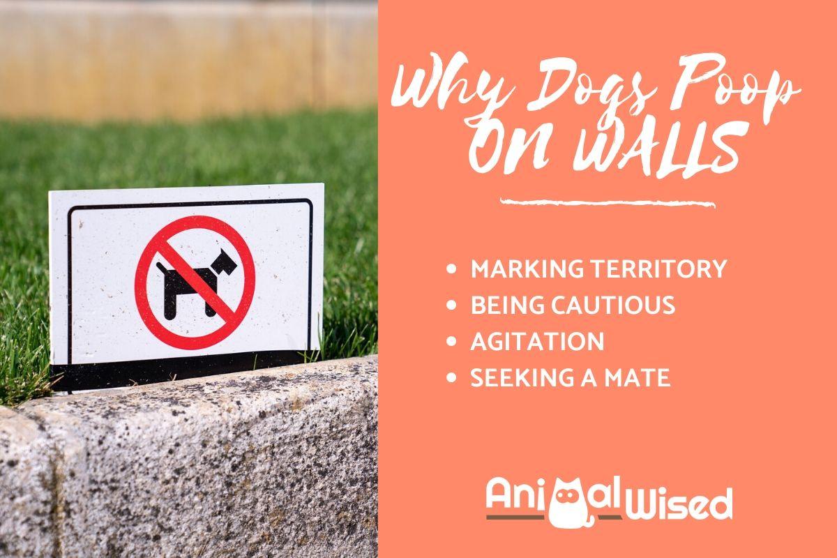 My Dog Poops On the Wall