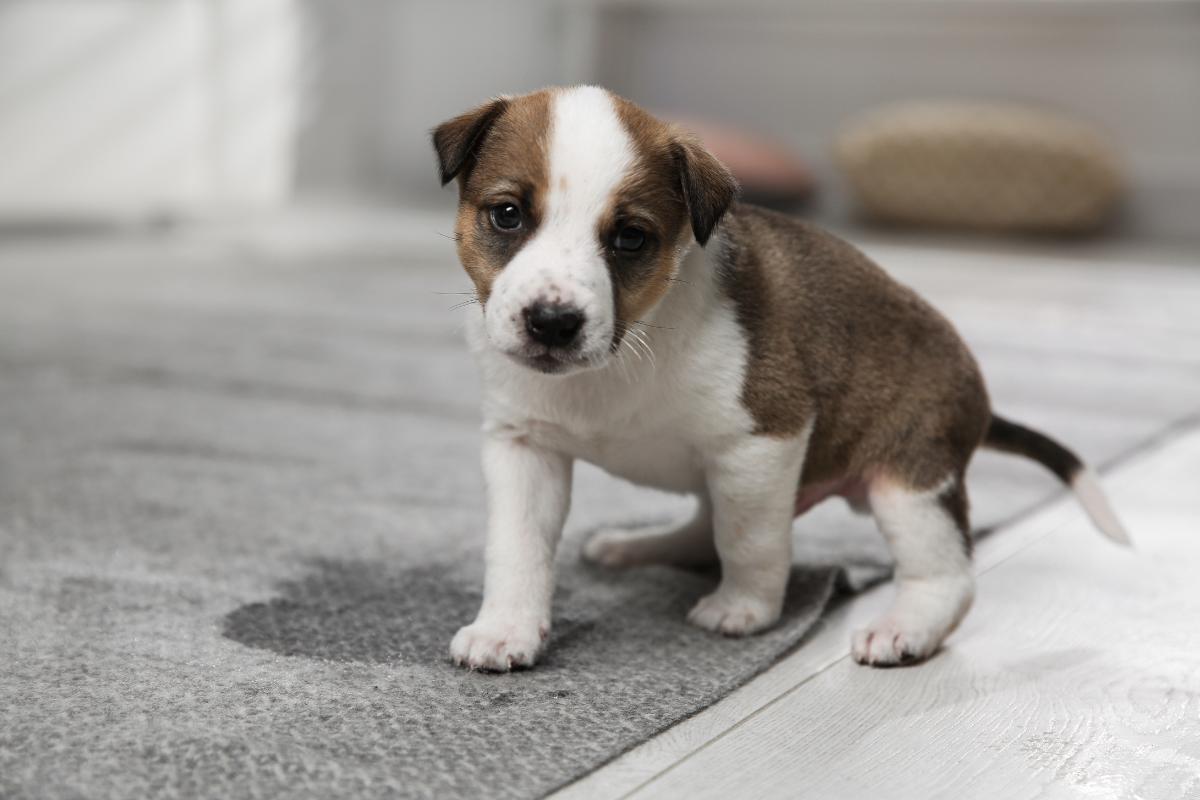 Natural Remedies for Dog Bladder Stones