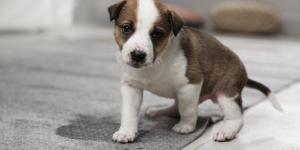Natural Remedies for Dog Bladder Stones