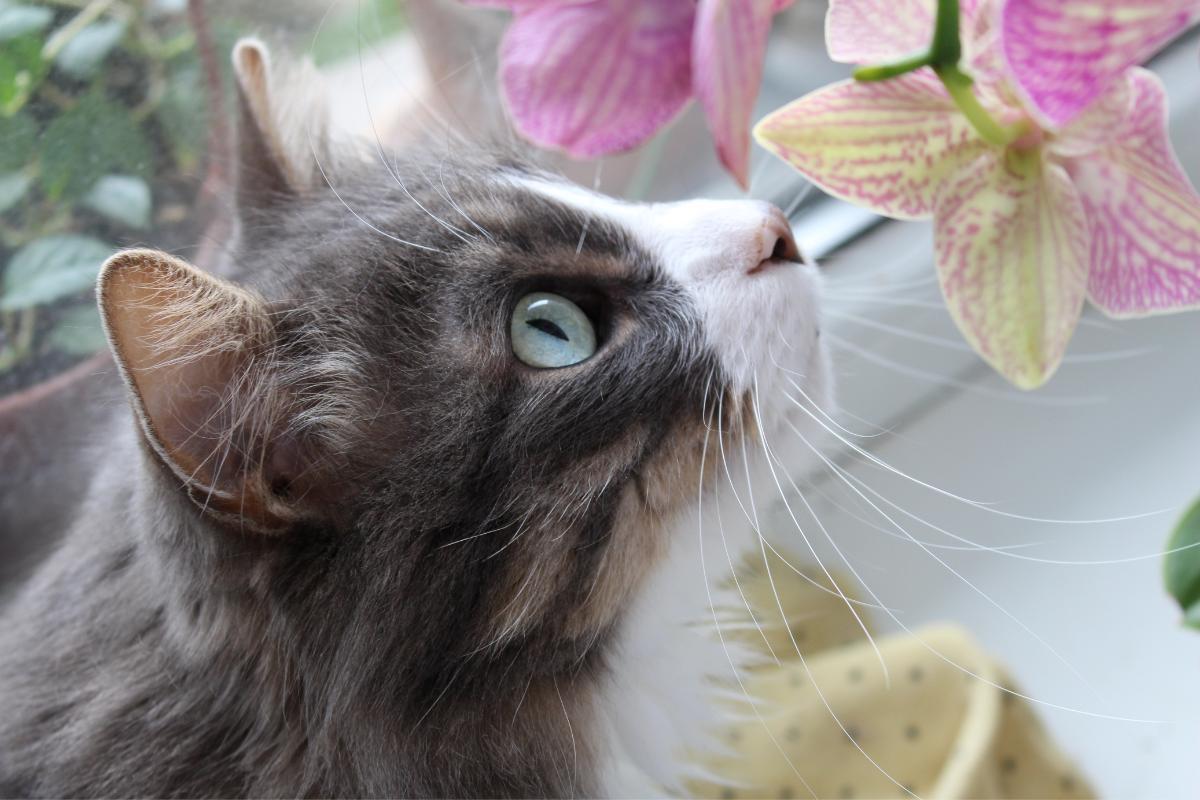 Sense of Smell in Cats - Why is scent important to cats?