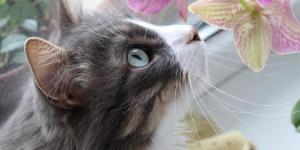 Sense of Smell in Cats - Why is scent important to cats?