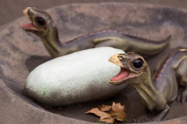 What Did Dinosaurs Eat? - What did baby dinosaurs eat?