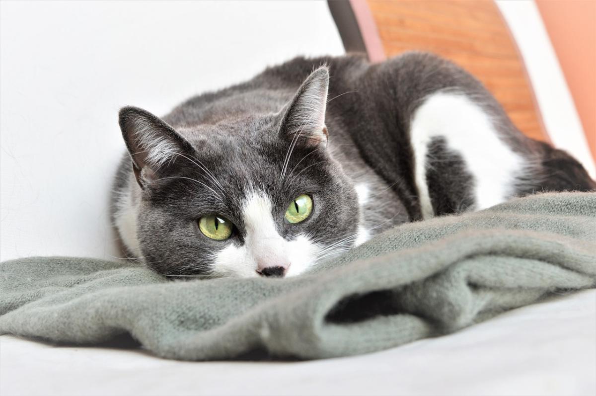 Why Won't My Cat Sleep With Me Anymore?