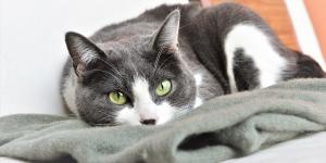 Why Won't My Cat Sleep With Me Anymore?