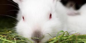 Red Eye in Rabbits - Causes and Treatment