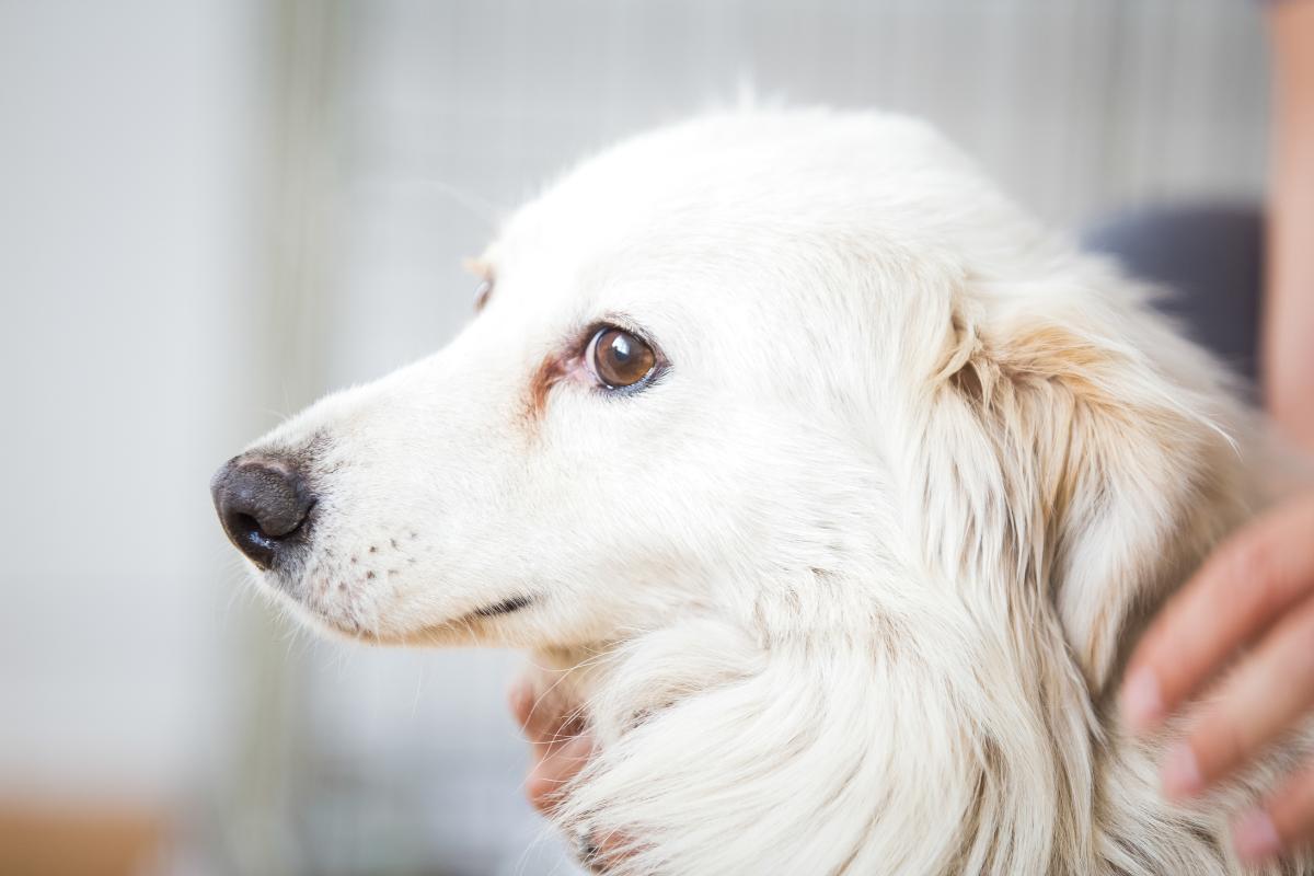 How to Help Calm Down a Fearful Dog