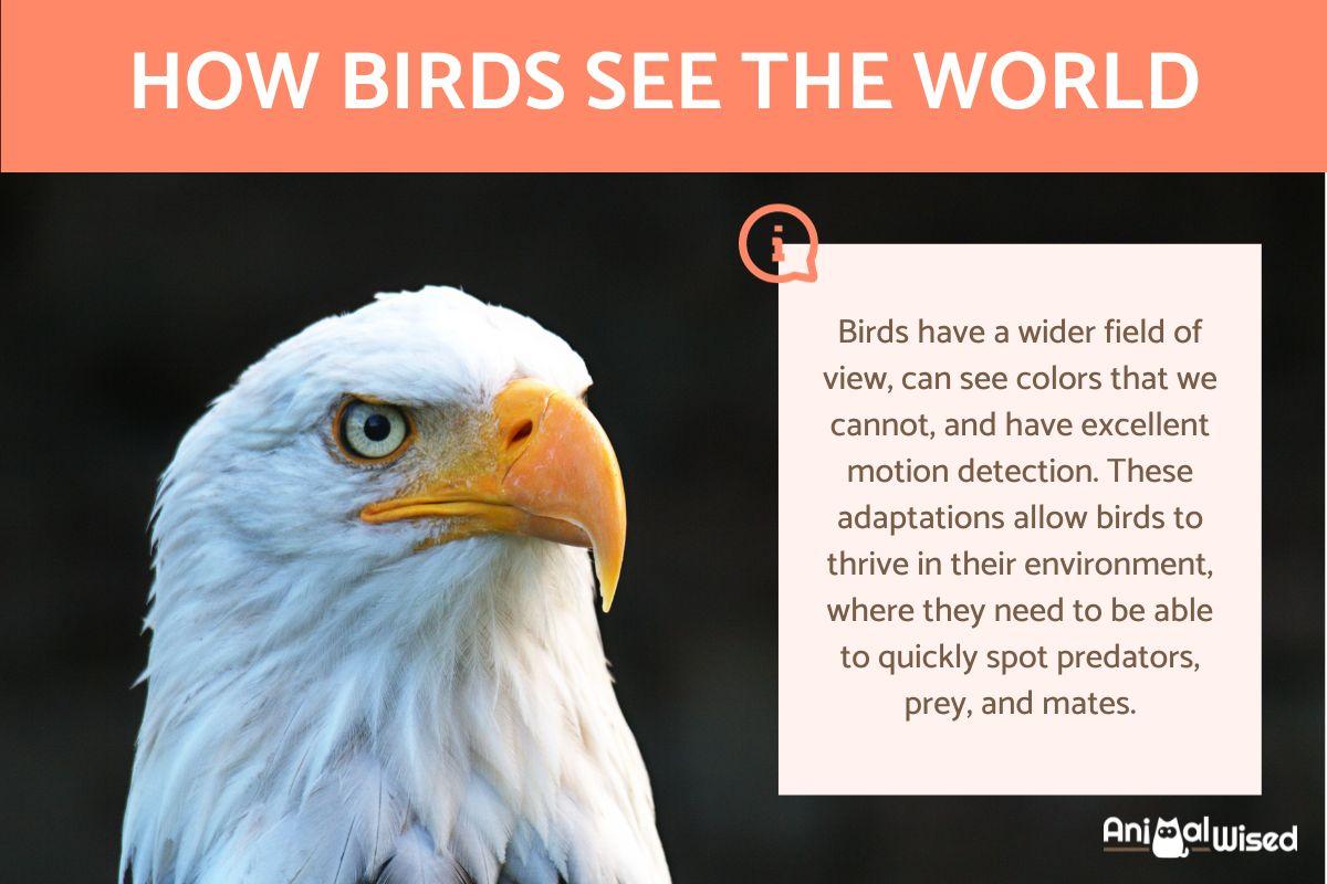 How Do Birds See the World?