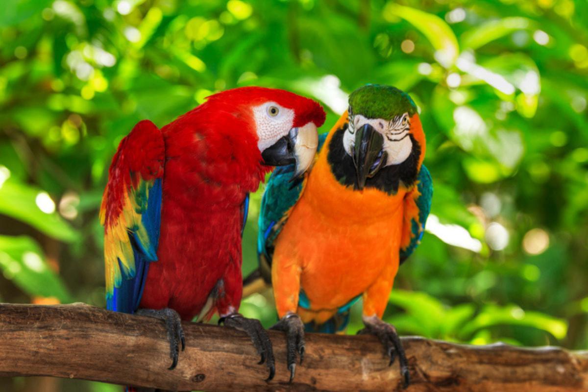 How Long Does a Parrot Live?
