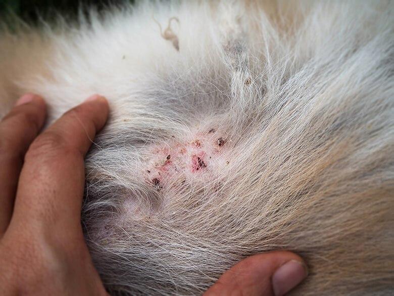Superficial bacterial folliculitis dog home remedy new arrivals