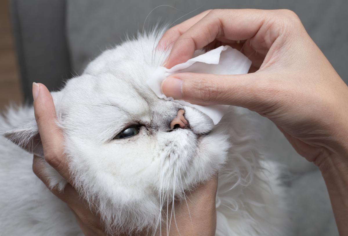 My Cat Has a Swollen Eyelid