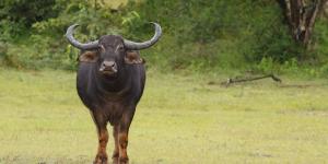 Why is the Wild Water Buffalo Endangered?
