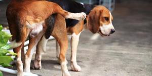 Can Two Male Dogs Get Stuck Together?