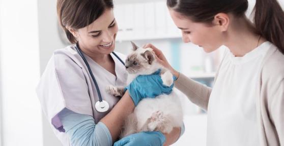 Interferon for Cats - Oral, Eye Drop and Injection