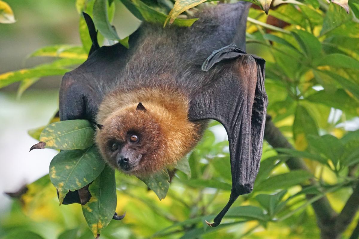 Are Bats Really Blind?
