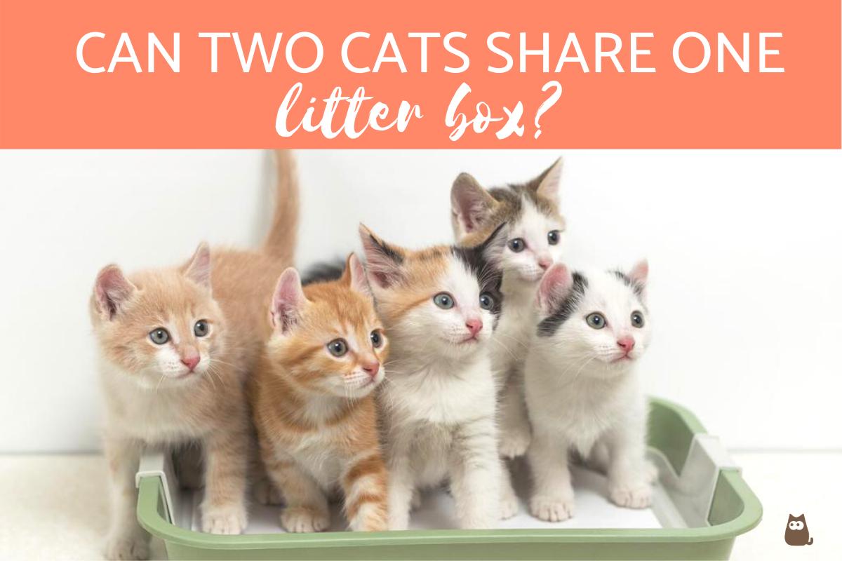 Can Two Cats Share One Litter Box?