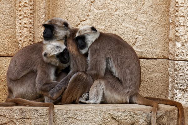 How Do Animals Communicate With Each Other? -