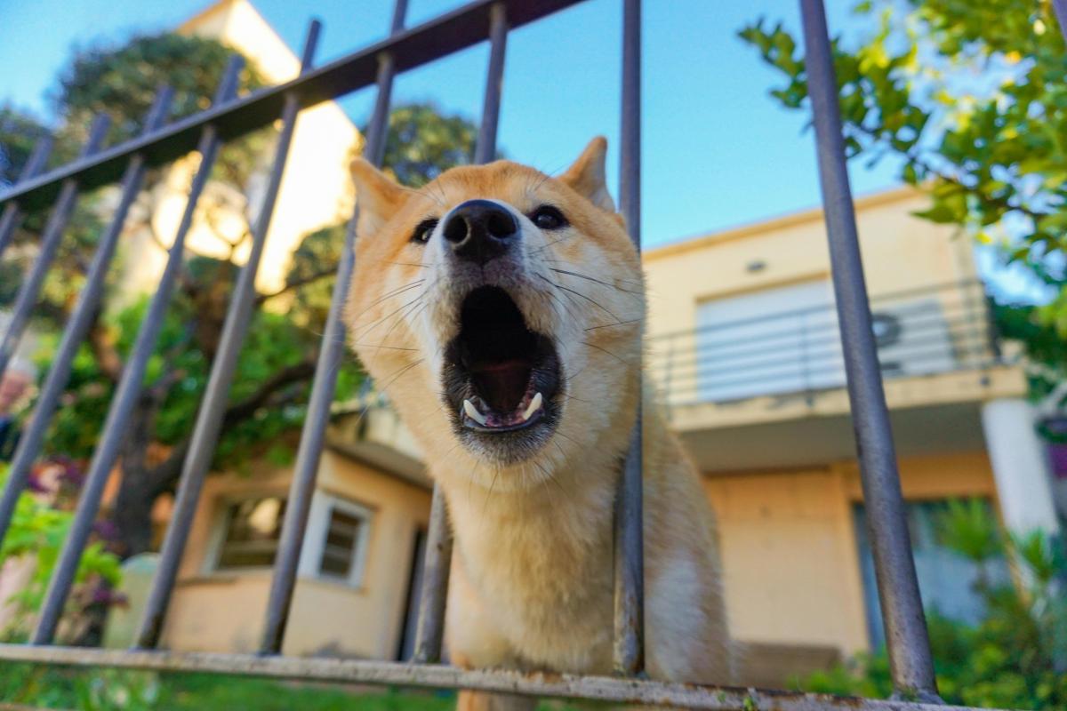 How to Stop Your Dog from Barking When You Leave Home
