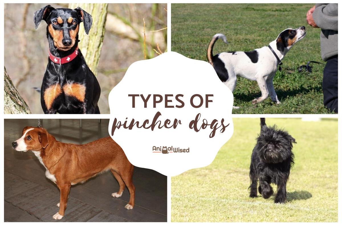 Types of Pinscher Dogs